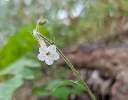 Image result for Psychotria bugoyensis