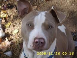 Pitbull puppies for sale in louisiana. Puppies In Louisiana