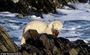 Albino Otter Enjoys A Fishy Breakfast With His Sea View Otters Albino Animals Albino