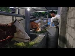 Maybe you would like to learn more about one of these? Kandang 1 Desain Kandang Sapi Limosin