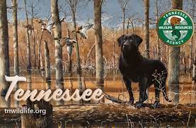 I don't have a state issued driver's license/id. New Tn Hunting Fishing Licenses Now Available Clarksvillenow Com