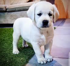 Most labrador retrievers are athletic; Labrador Puppies For Adoption Near Me Posts Facebook