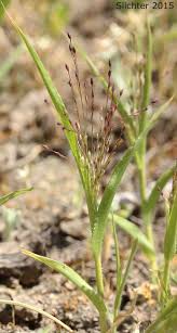 Image result for Panicum brevifolium