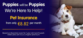 Payments by credit card and direct debit in 2 easy steps. Pet Insurance Ireland Cat Dog Insurance Petinsurance Ie