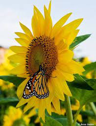 Butterfly Sunflower Beautiful Flowers Sunflower Flowers