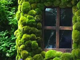 Moss Walls The Newest Trend In Biophilic Interiors Vertical Garden Beautiful Gardens Cottage Windows