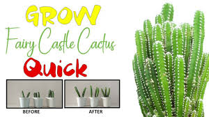 With the following tips, you can be with the following tips, you can be sure that your cactus will be beautiful and healthy. Grow Fairy Castle Cactus Easy Steps With Care Tips Youtube