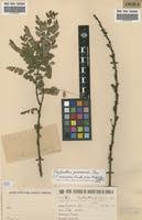 Image result for Phyllanthus ovalifolius