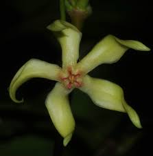 Image result for Malouetia