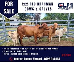 In fact, people looking for brahman for sale in texas or louisiana often find our superior genetic brahmans worth the trip. For Sale 2x2 Red Brahman Cows Calves Gilliland Livestock Marketing