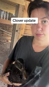 Avian Flu Symptoms in Ducks