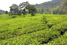 Maybe you would like to learn more about one of these? Kebun Teh Bandung