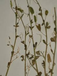 Image result for Cleome schimperi