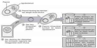 Bioteknologi Pengertian Konvensional Modern Penerapan Dampak