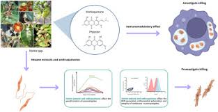 Image result for Vismia orientalis