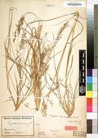 Image result for Eragrostis inamoena