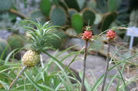 Ananas Wiktionary