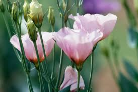 Image result for eustoma lisianthus in garden