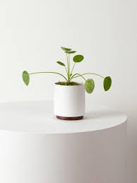 We did not find results for: How To Propagate Pilea Peperomiodes Aka The Chinese Money Plant Plant Care Tips And More La Residence