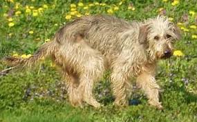 Image result for velký vendéeský hrubosrstý honič