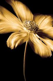 Black And Gold Flowers Black Hills Gold Jewelry Explained Jewelrydaze Gold Aesthetic Black Gold Black Hills Gold Jewelry