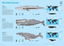 Sea Shepherd Whaling Infographics By Tommaso Zennaro Via Behance Whale Wars Sea Shepherd Sea Animals