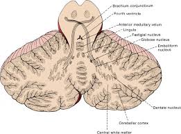 Image result for Cerebellar Function Test