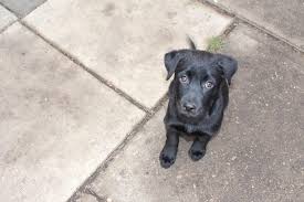 This designer dog combines the golden retriever and the labrador retriever. Goldador A Golden Retriever Labrador Mix Labrottie Com