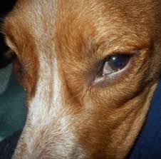 How much does cherry eye surgery cost. Dog Cherry Eye Surgery Costs And Procedure Dog Discoveries