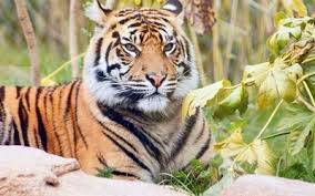 Download Wallpapers Tiger Wildlife Predator Tigers For Desktop Free Pictures For Desktop Free Tigers hunt for prey, which even include fearsome predators such as crocodiles, leopards and pythons. besthqwallpapers