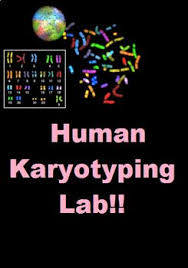 Explorelearning human karyotyping student exploration document translated into french this is the human karyotyping student exploration: Pin On Teachers Pay Teachers