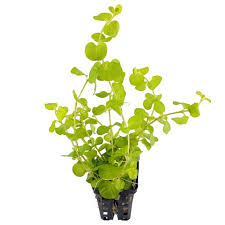 Image result for Lysimachia brevipes