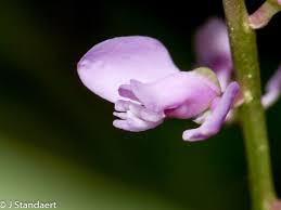 Image result for Polygalaceae