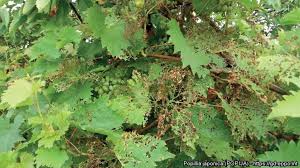 Sonstiges rund ums thema fruchthandel. Journal Fur Kulturpflanzen 72 8 S 440 446 2020 Issn 1867 0911 Doi 10 5073 Jfk 2020 08 15 Verlag Eugen Ulmer Kg Stuttgart