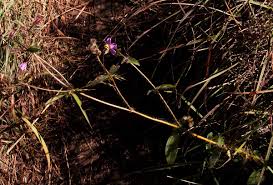 Image result for Antherotoma senegambiensis