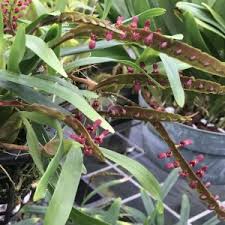 Image result for Bulbophyllum stolzii
