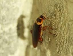 We did not find results for: Cockroach Vs Beetle Differences How To Identify Earthkind