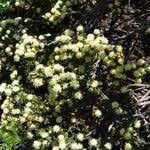Image result for Nidorella ivifolia