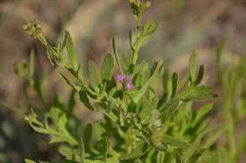 Image result for Litogyne gariepina