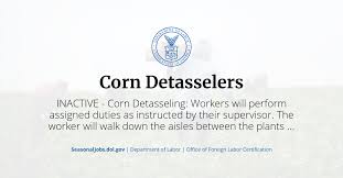 About Seed Corn Detasseling - Ntr Detasseling Pdf | Pdf | Maize |  Domesticated Plants