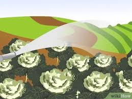 Using the planting schedules below will help you get the most out of your garden. 4 Ways To Grow Ornamental Flowering Kale Plants Wikihow