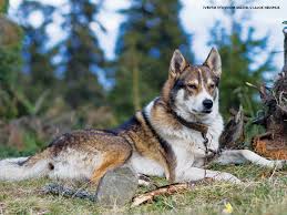 Image result for západosibiřská lajka