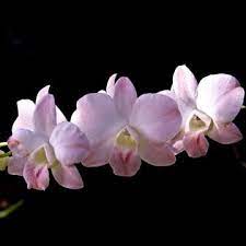 Dendrobium Orange White Dendrobium Orchids Orchids Orchid Tree