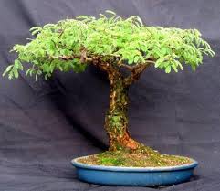 Image result for Acacia davyi