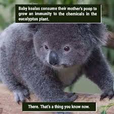 39 Freaky Animal Facts That Are Probably New To You Funny Animal Facts Weird Animal Facts Fun Facts About Animals