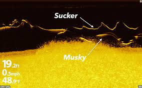 Forward, down and landscape modes Live View Muskies