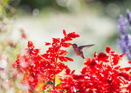 Check spelling or type a new query. 10 Great Plants For Attracting Hummingbirds