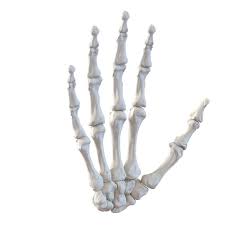3d Model Human Hand Bones Human Hand Bones Hand Bone Human Hand