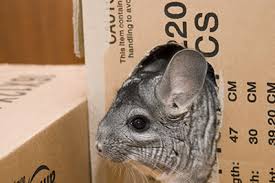 They also do not tolerate hot. Why Not To Have A Pet Chinchilla Infolific