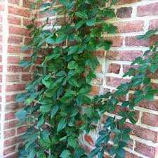 Image result for Parthenocissus quinquefolia